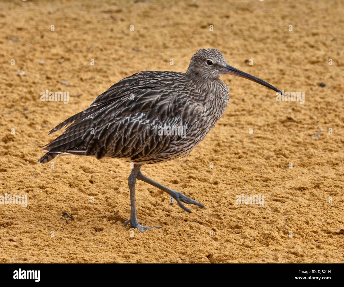 Courlis cendré (Numenius arquata) Banque D'Images