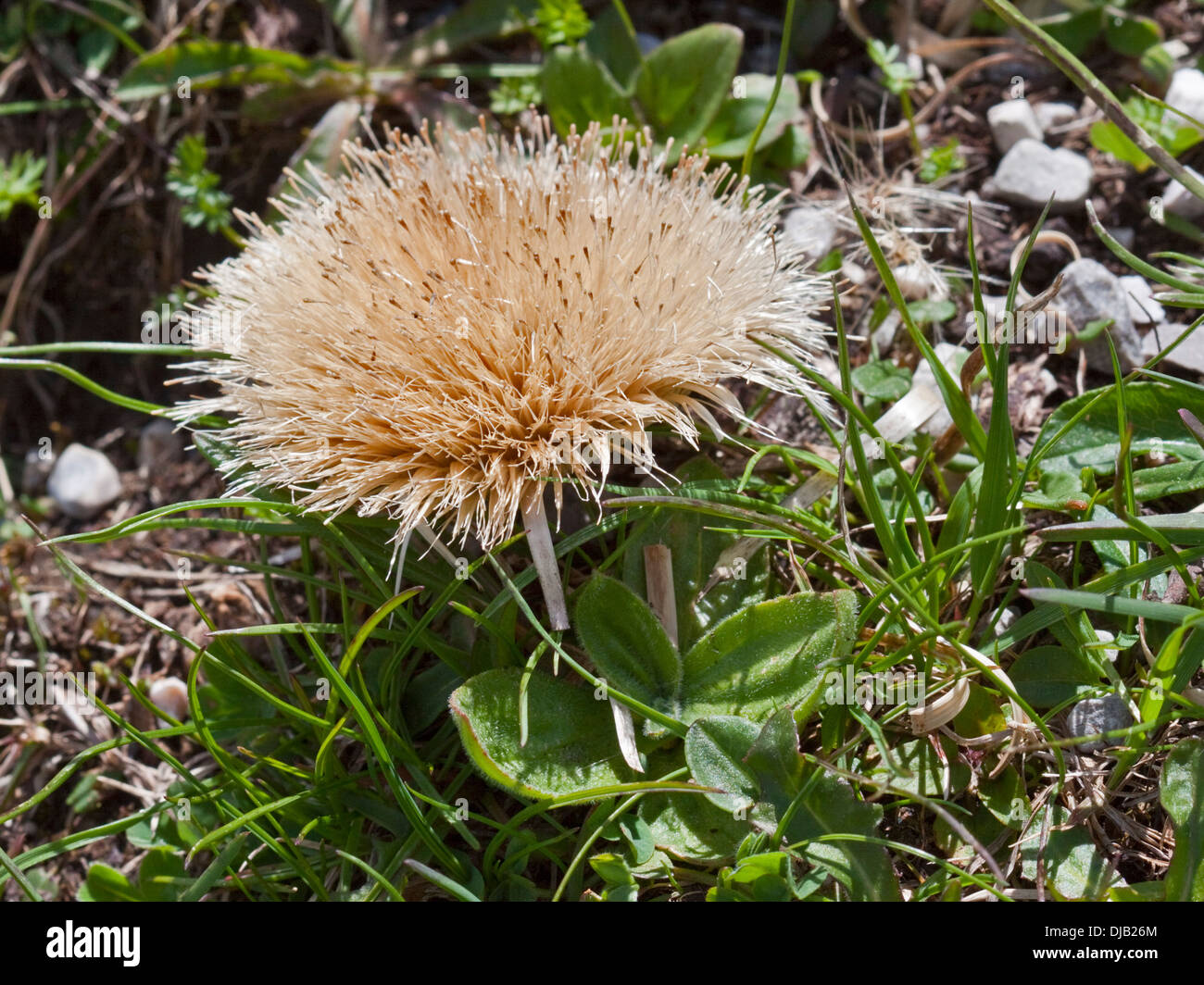 Carline acaule (carlina acaulis) Chardon, Alpes, Italie Banque D'Images