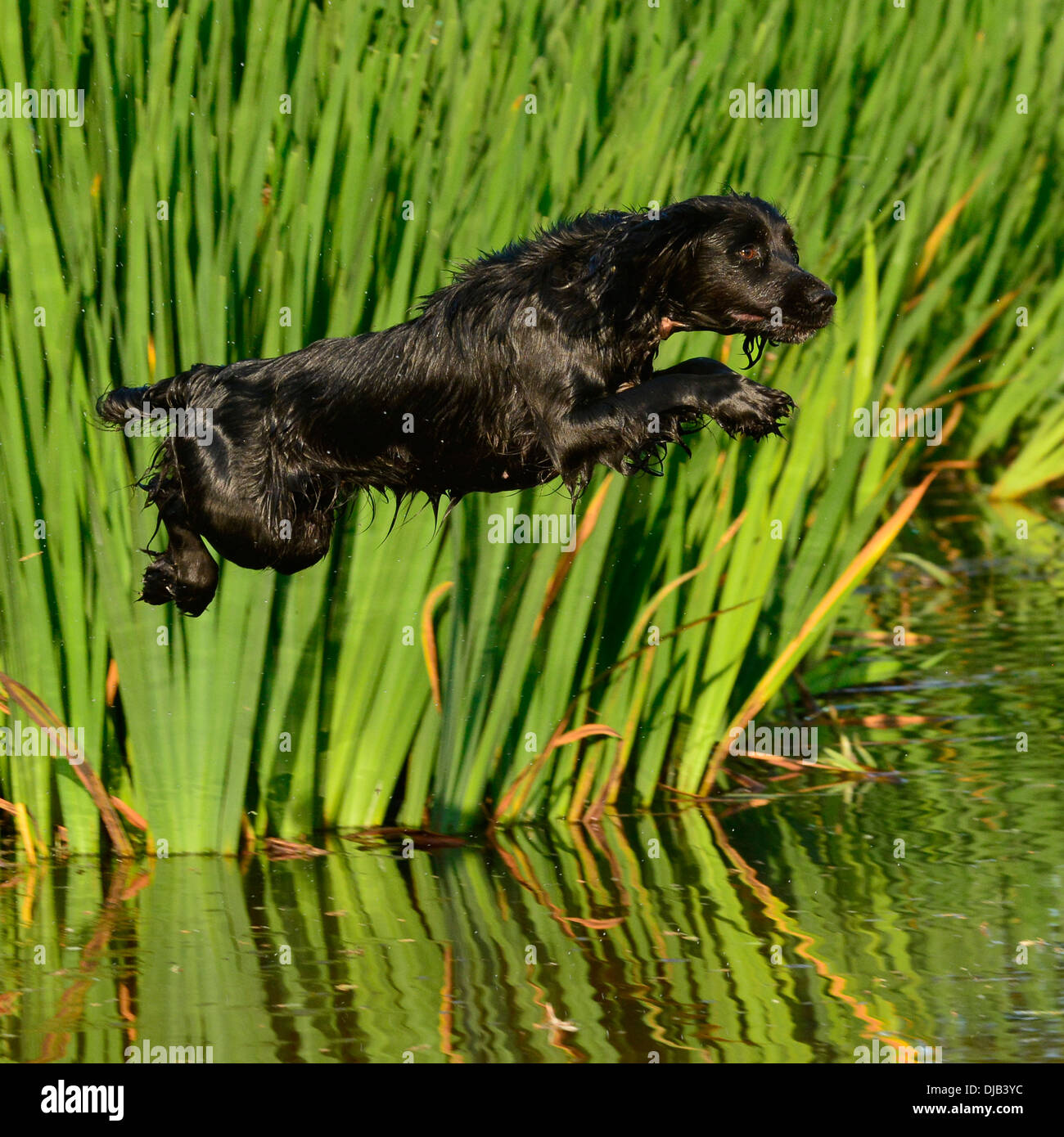 Springer spaniel de sauter dans l'eau Banque D'Images