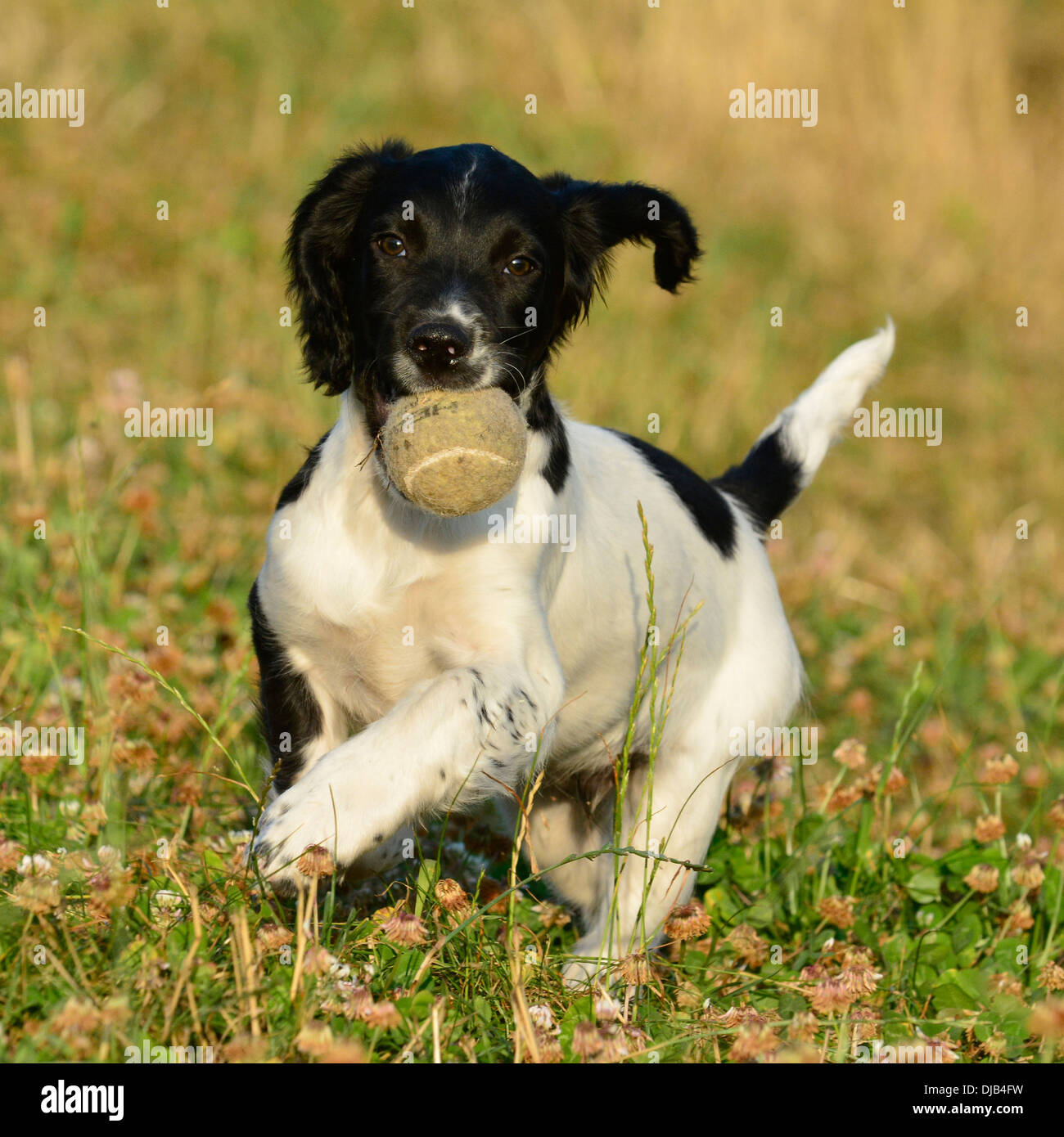 Springer spaniel balle apporting Banque D'Images