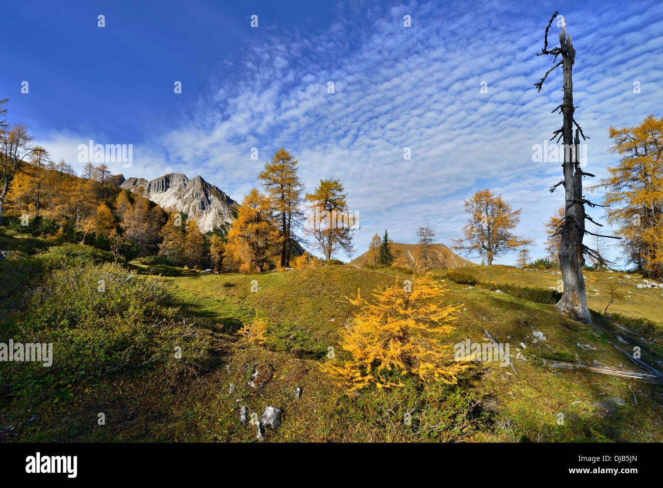 Forêt de mélèzes (Larix decidua), Mt, Mondscheinspitze Karwendel, Tyrol, Autriche Banque D'Images