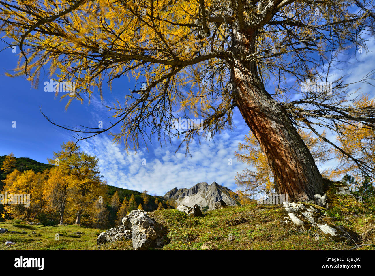Forêt de mélèzes (Larix decidua), Mt, Mondscheinspitze Karwendel, Tyrol, Autriche Banque D'Images