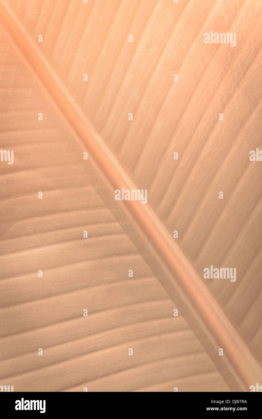 Image abstraite d'orange palm leaf, l'arrière-plan Banque D'Images