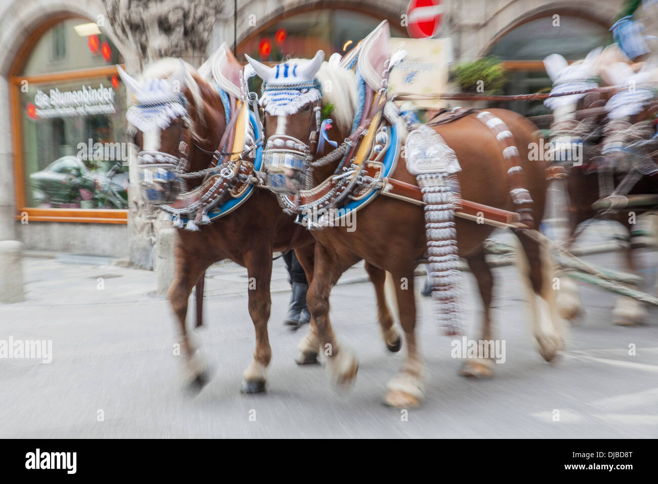 Germany, Bavaria, Munich, l'Oktoberfest, chevaux habillés de couleurs Festival Banque D'Images