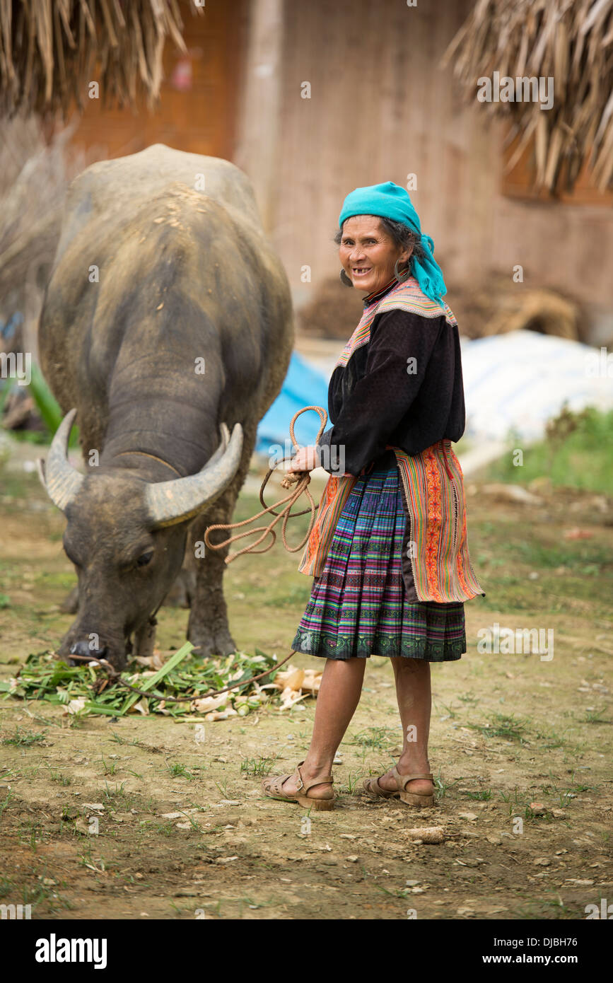 Flwoer vieille femme Hmong et buffalo, Bac Ha, Lao Cai, Vietnam Banque D'Images