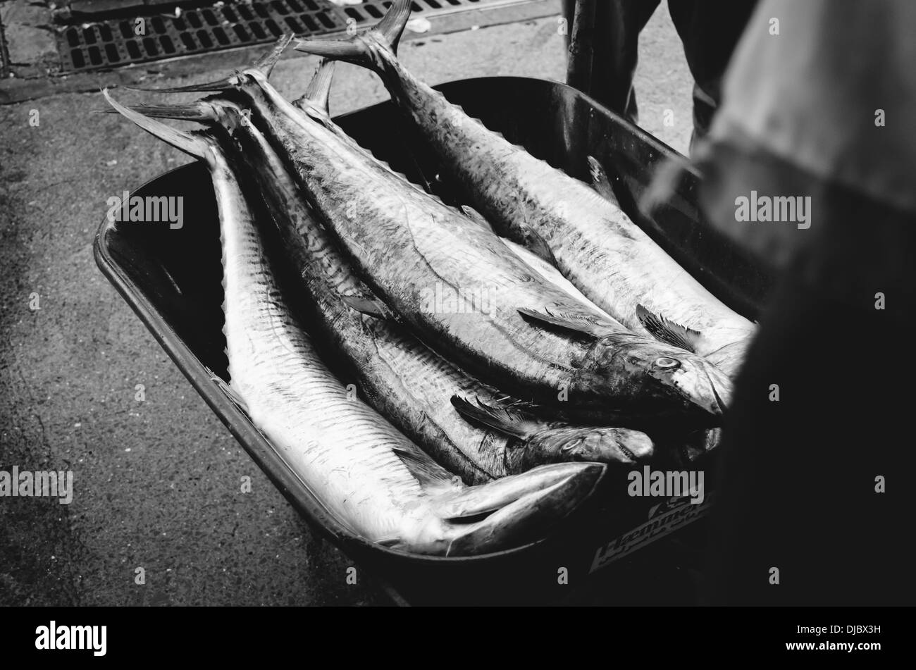 Un travailleur le transport du poisson sur un panier de roue à Deira Marché aux poissons. Dubaï, Émirats arabes unis. Banque D'Images