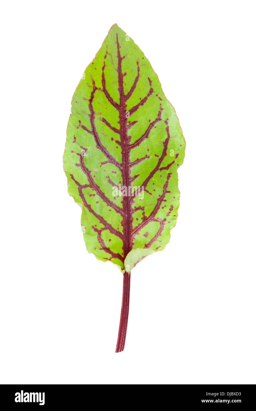 Feuille d'oseille veinée rouge isolé sur fond blanc avec une faible profondeur de champ Banque D'Images