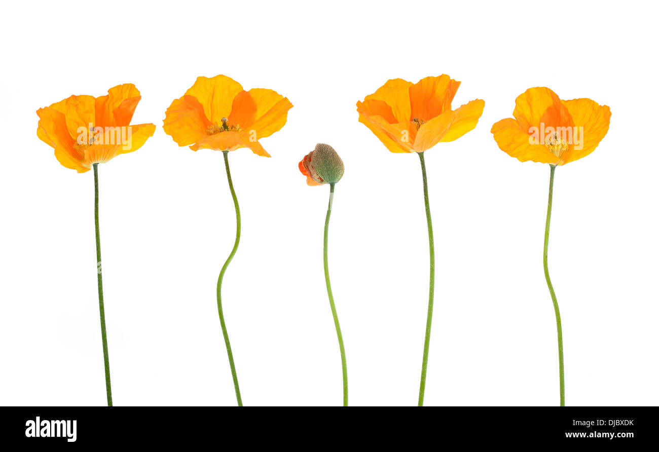 Fleurs de pavot gallois et flowe budget ainsi disposés dans une rangée isolé sur fond blanc avec une faible profondeur de champ. Banque D'Images