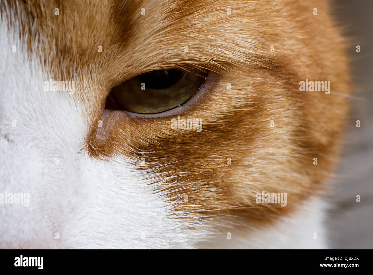 Close up, macro, photographie, cat cats eye, le gingembre, la fourrure, la texture détaillée. Banque D'Images