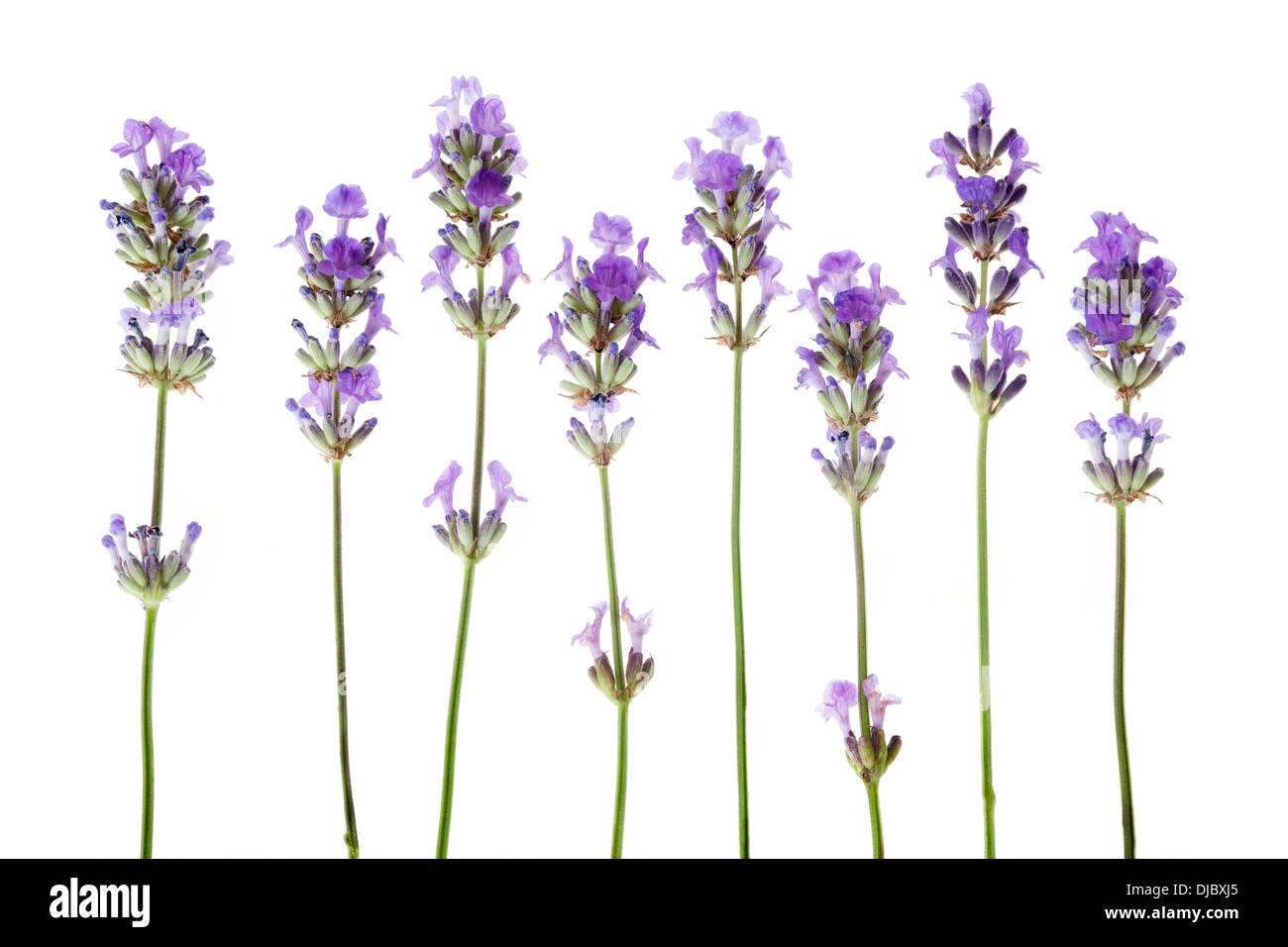 Fleurs lavandes violets disposés en une rangée isolé sur fond blanc avec une faible profondeur de champ Banque D'Images