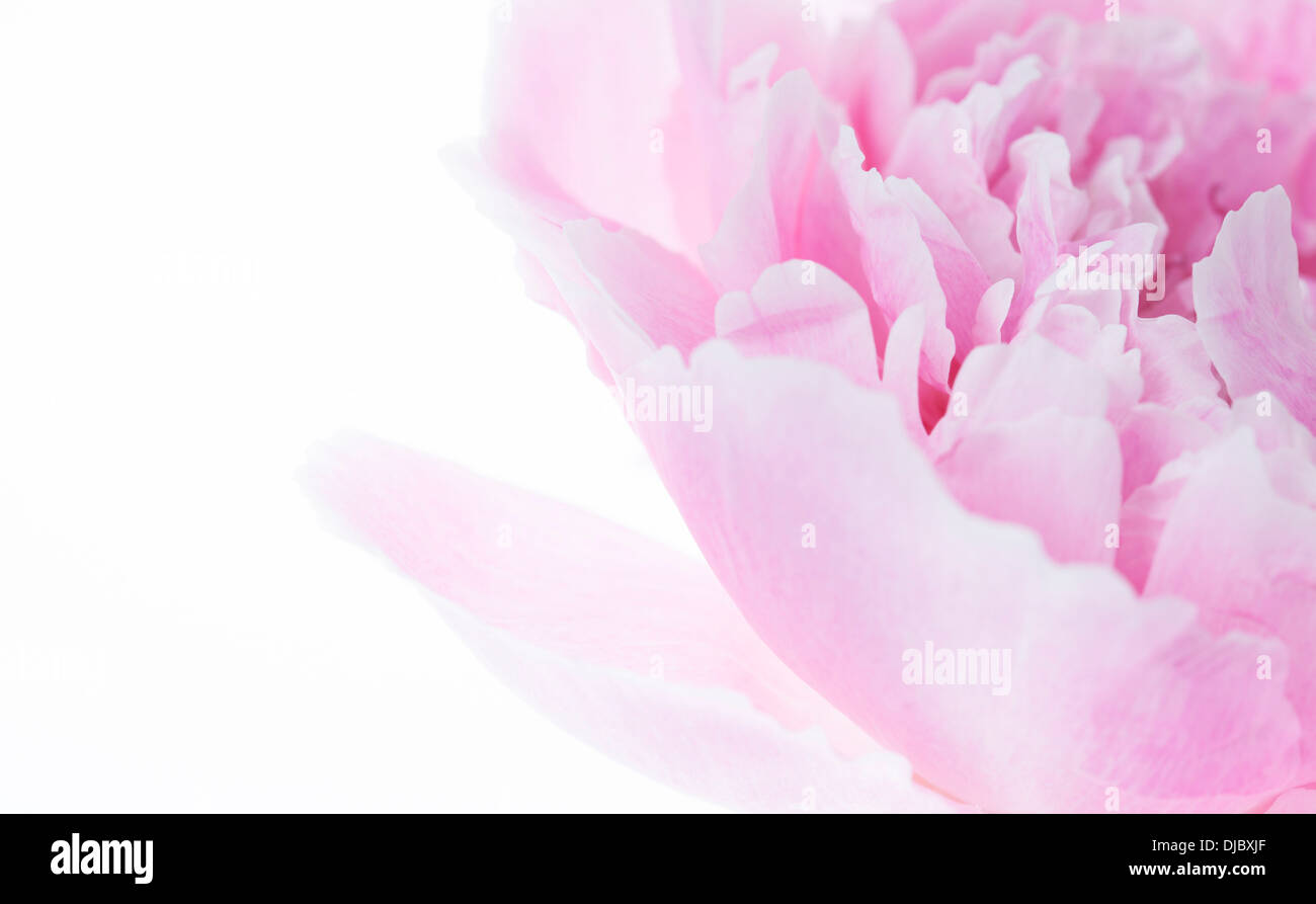 Fleur de pivoine rose isolé sur fond blanc avec une faible profondeur de champ et soft focus les pétales de la fleur. Banque D'Images