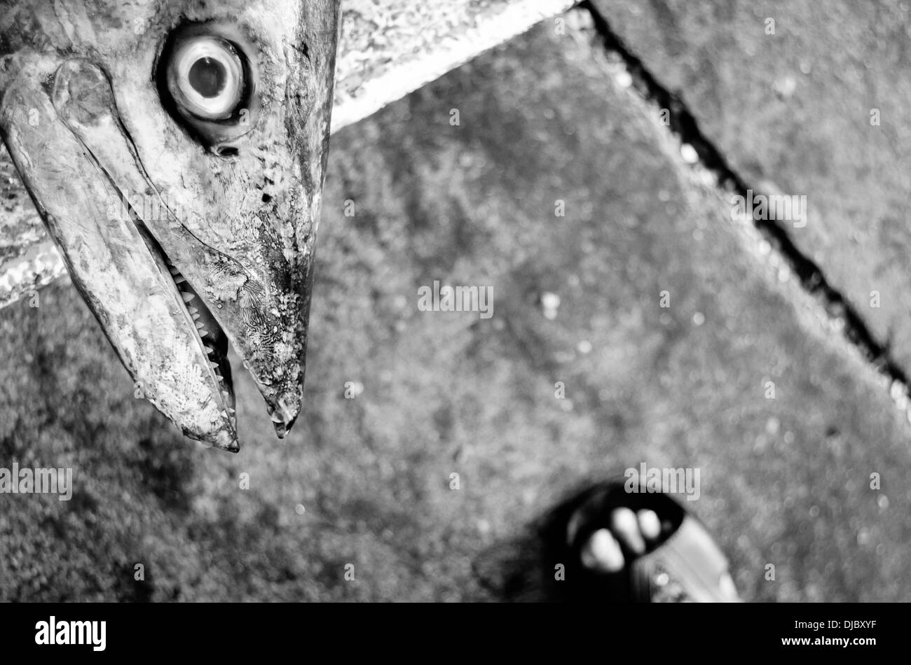 Poisson à vendre à Deira Marché aux poissons. Dubaï, Émirats arabes unis. Banque D'Images
