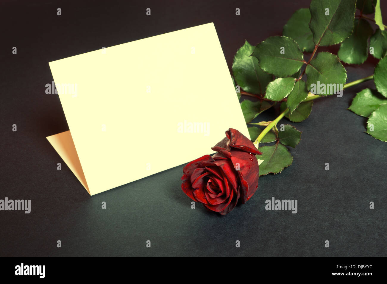 Belle rose rouge avec carte vide pour un message d'amour. Banque D'Images