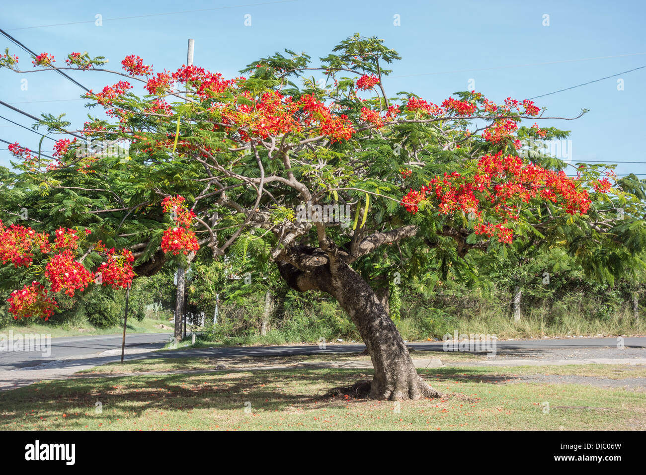 Un Royal Poinciana, ou arbre flamboyant, Delonix regis Fabeceae en fleurs sur l'île de Sainte Croix, Îles Vierges des États-Unis. Banque D'Images