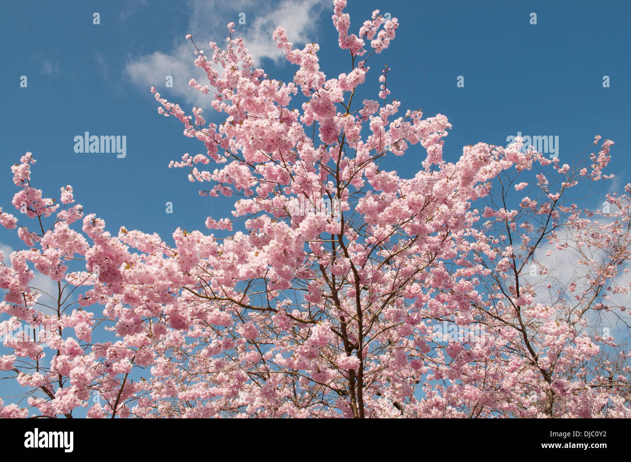 PRUNUS ACCOLADE Banque D'Images