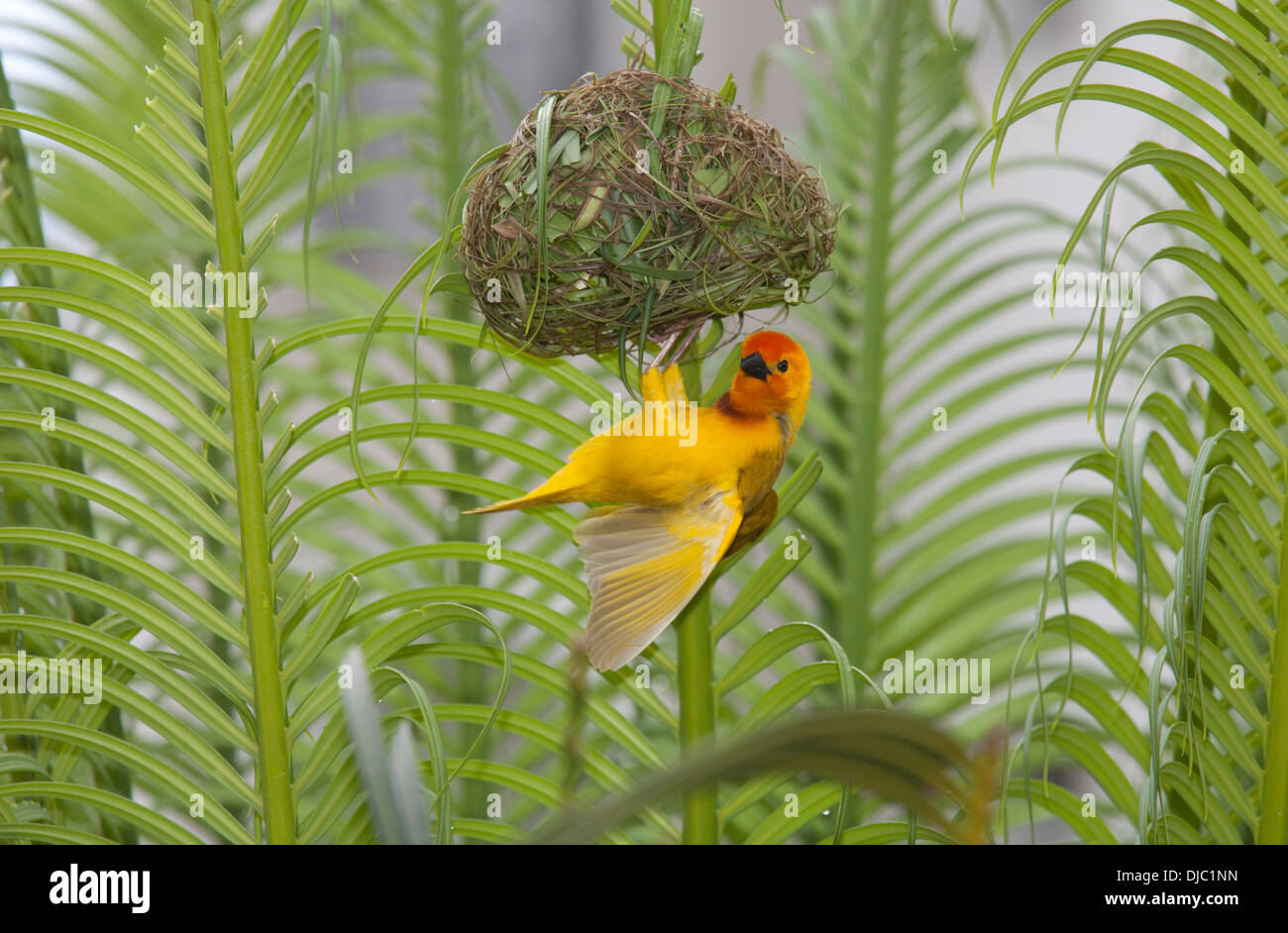 Golden weaver Ploceus subaureus oiseaux afficher sur nid construit récemment au Kenya Mombasa Banque D'Images