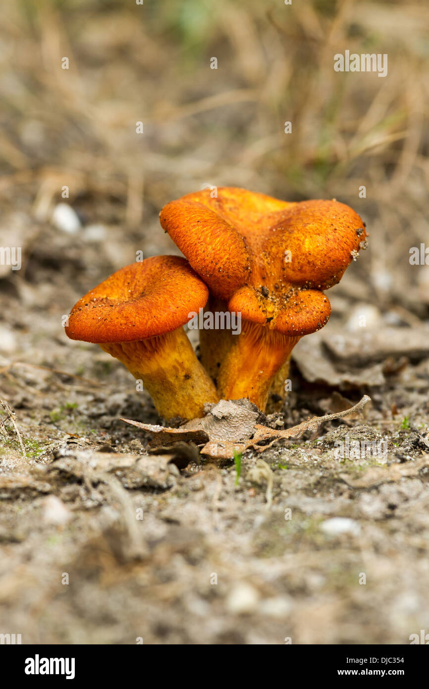 Jack-o'-lantern (Omphalotus olearius) sur la litière de champignons Banque D'Images