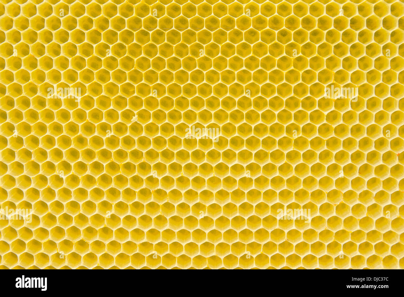 Jaune avec motif nid d cellules vides dans la lumière du jour Banque D'Images