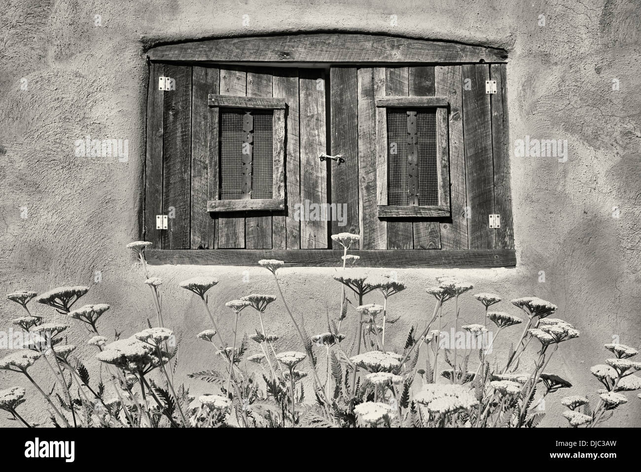 Fleurs d'achillée dans jardin avec fenêtre historique Adobe maison. Taos, Nouveau Mexique. Banque D'Images