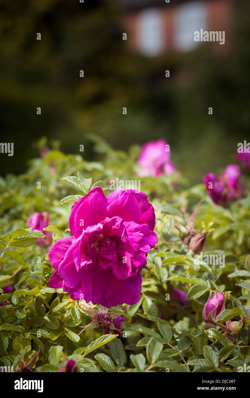 Rose Roserie de L'Haye floraison dans un jardin anglais en juin Banque D'Images