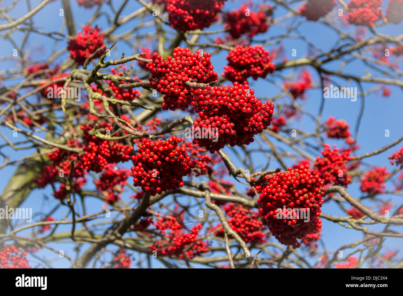 Grappes de fruits rouges mûrs agréable sur un jour d'Automne doux Banque D'Images