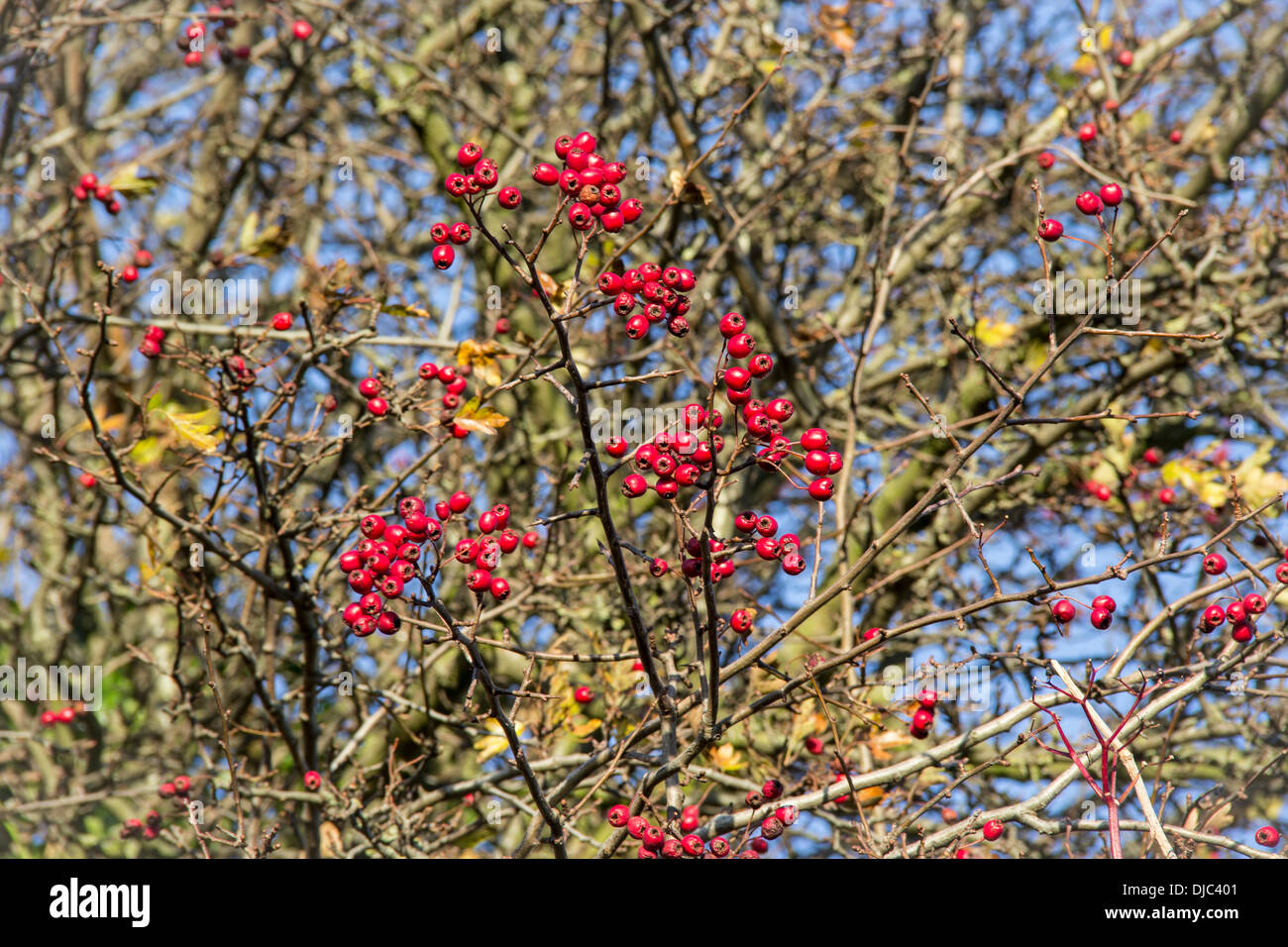 La nourriture pour les oiseaux, les baies d'aubépine rouge juteuse Banque D'Images