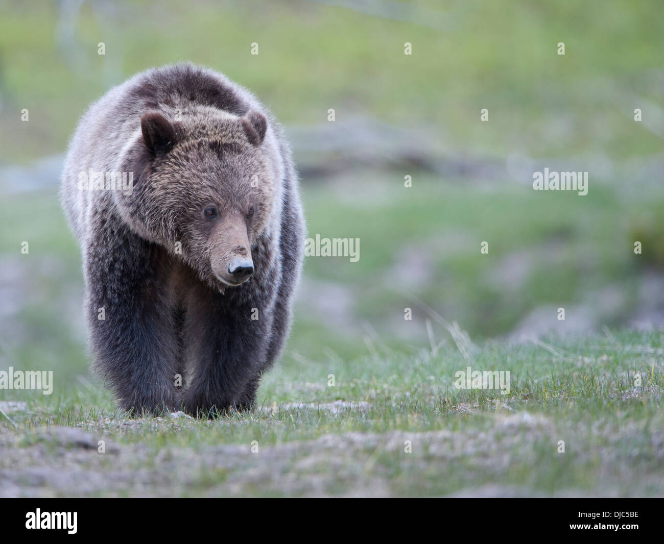 Une femelle grizzli (Ursus arctos) dans le Parc National de Yellowstone, Wyoming Banque D'Images