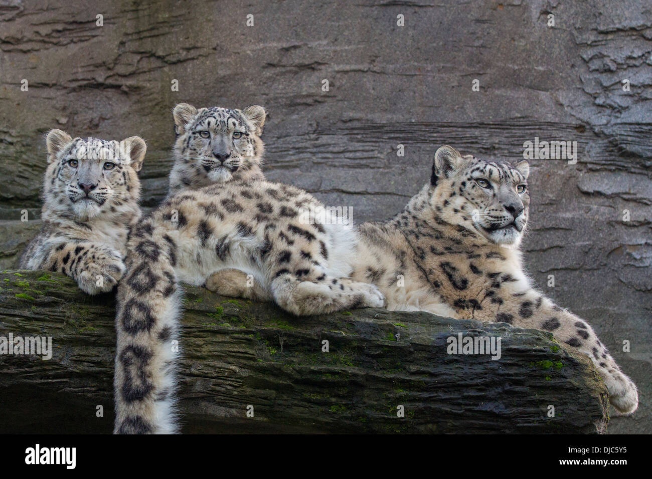 Snow Leopard avec ses 28 semaines d'oursons. Banque D'Images Snow Leopard avec ses 28 semaines d'oursons. Banque D'Images