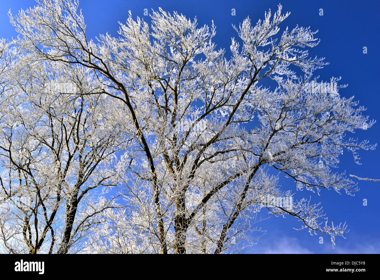 L'Allemagne, la Nature Park Odenwald : des arbres avec blanc givre à Katzenbuckel après la première chute de neige en montagne Banque D'Images