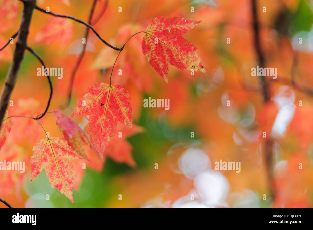 Photo de feuilles d'érable rouges contre un trouble naturel sur fond orange. Banque D'Images