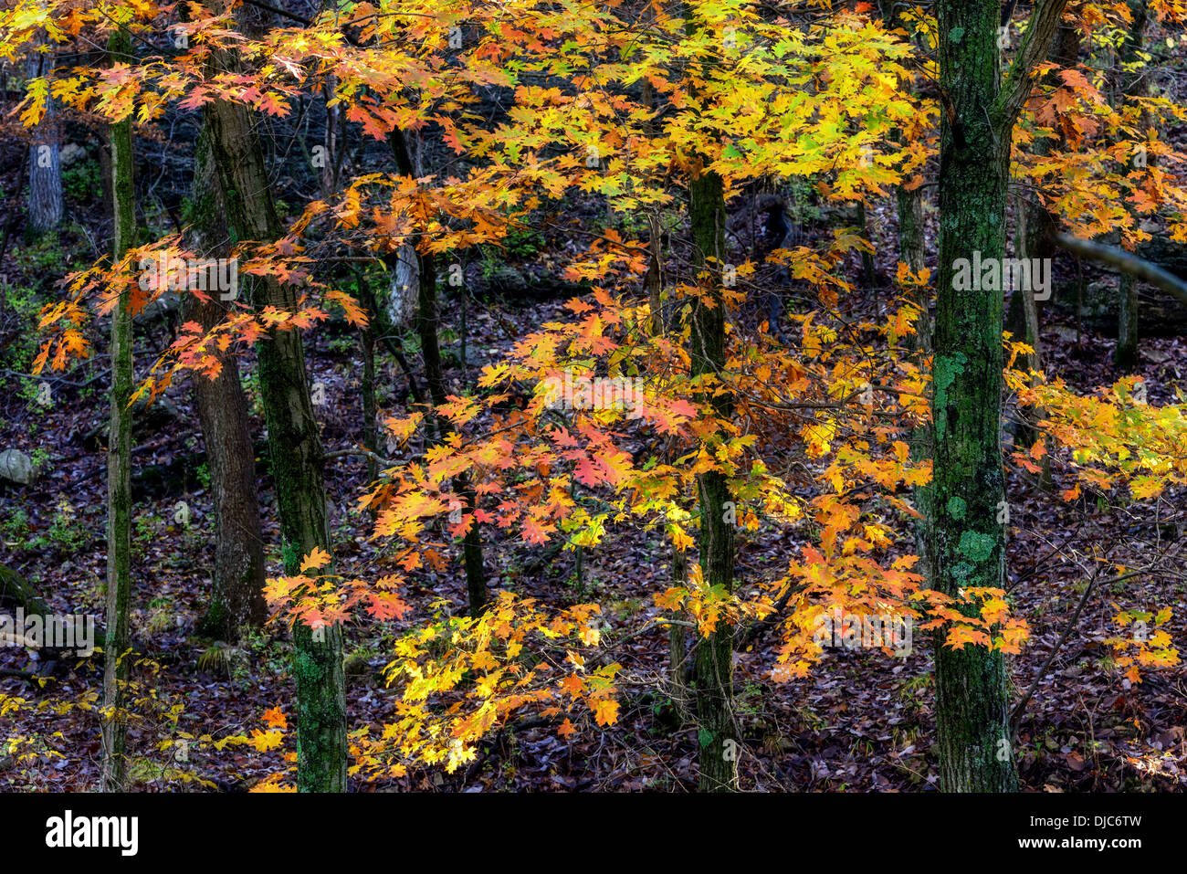 Photographie d'un groupe de chênes affichant des couleurs d'automne. Banque D'Images