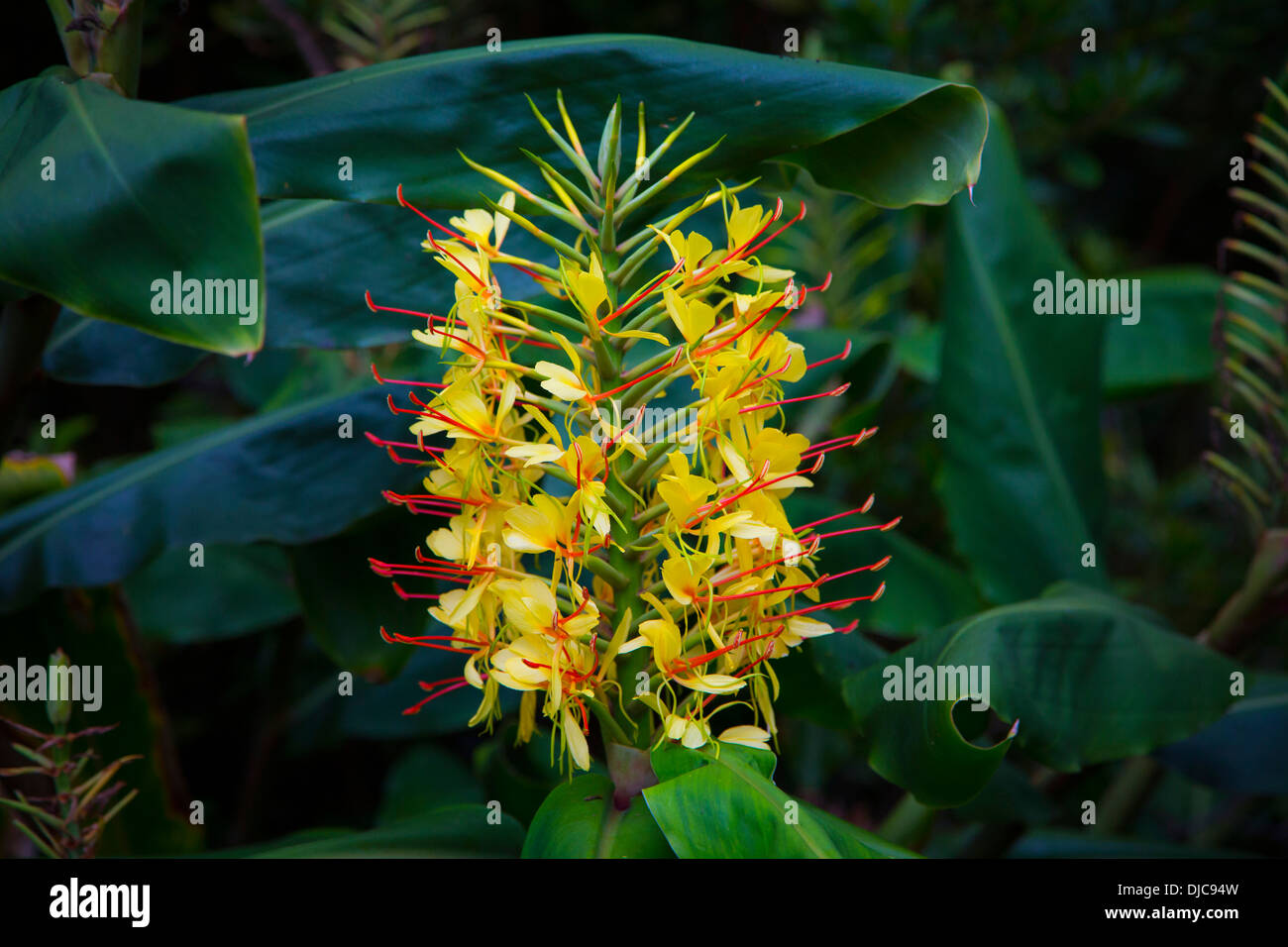 Kahili Ginger Flower, Kilauea, HVNP, Big Island d'Hawaii Banque D'Images