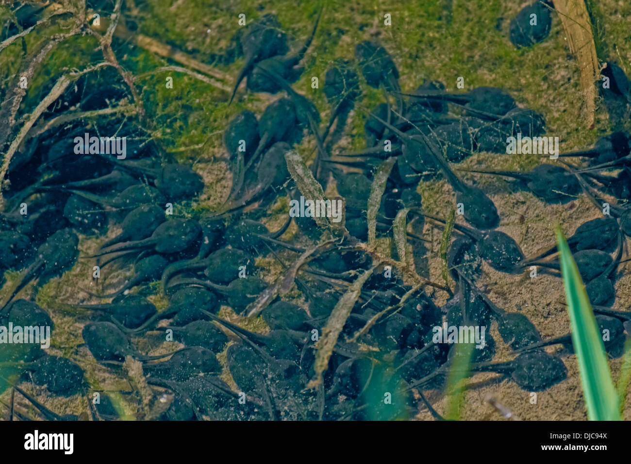 Les têtards dans l'eau, le Parc National de Namdapha, Miao, de l'Arunachal Pradesh, Inde Banque D'Images Les têtards dans l'eau, le Parc National de Namdapha, Miao, de l'Arunachal Pradesh, Inde Banque D'Images