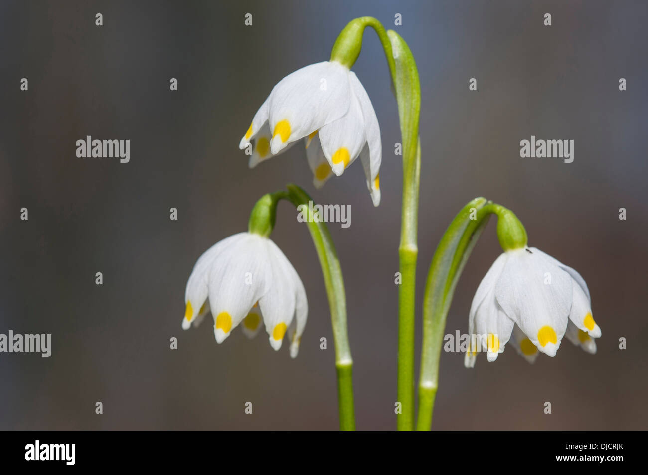 Flocon de neige de printemps Leucojum vernum, Allemagne, Banque D'Images