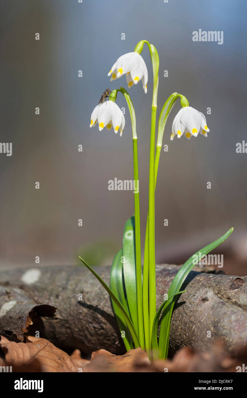 Flocon de neige de printemps Leucojum vernum, Allemagne, Banque D'Images