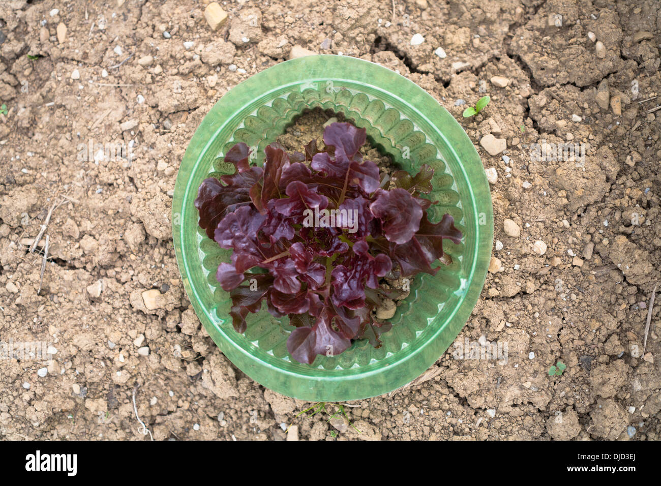 Allemagne, Bavière, Schaeftlarn, salade, Lactuca sativa var. capitata, dans jardin Banque D'Images