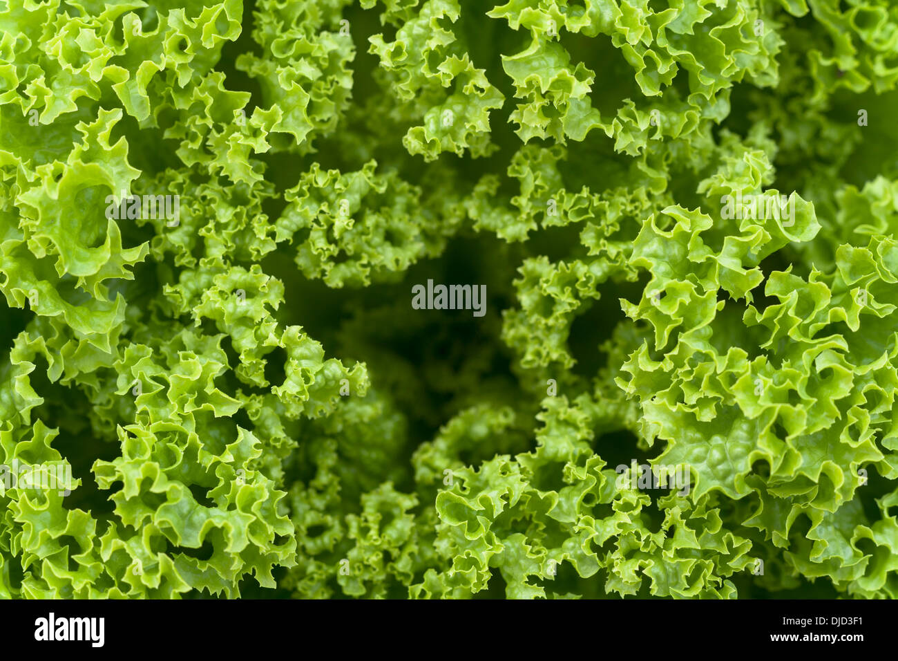 Salade, Lactuca sativa var. capitata Banque D'Images