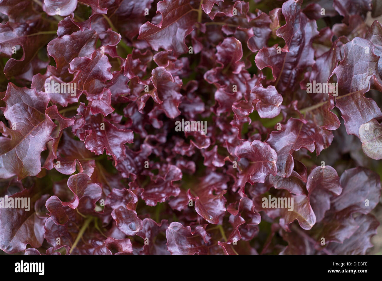 Salade, Lactuca sativa var. capitata Banque D'Images