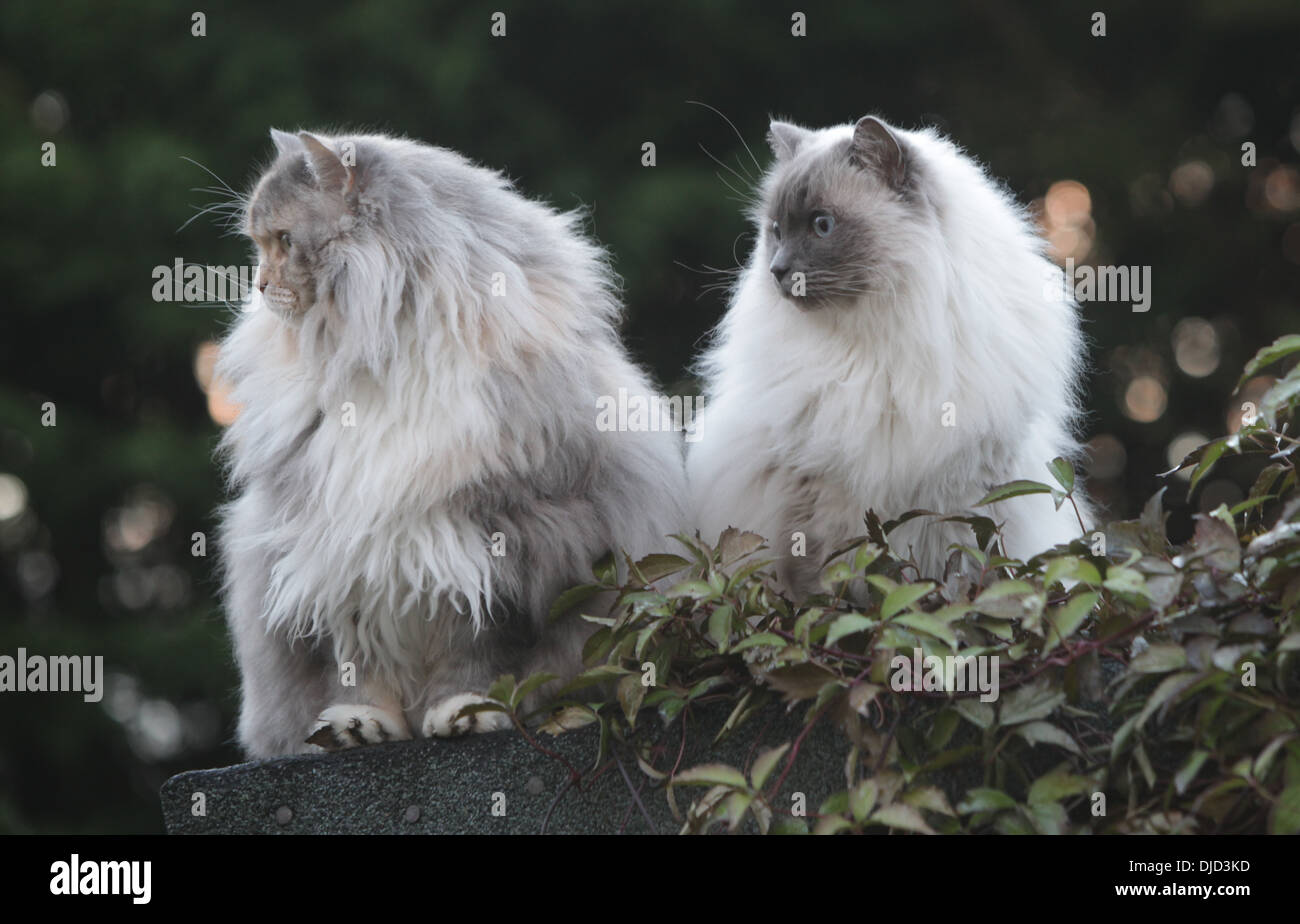 Deux chats Ragdoll ASSIS SUR UN HANGAR Banque D'Images