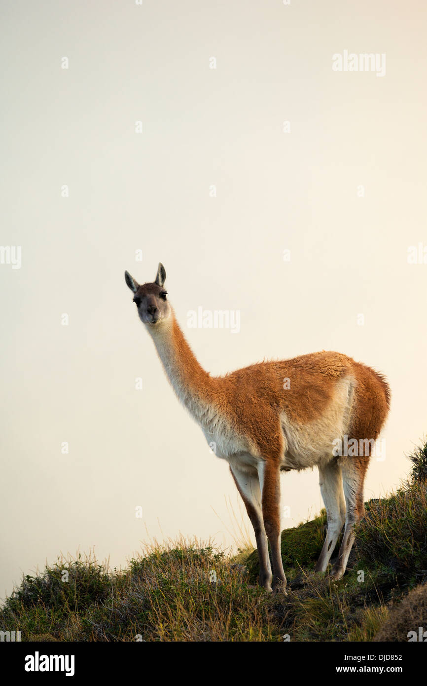 Le guanaco (Lama guanicoe) debout sur la colline entre la brume.Patagonie.Chili Banque D'Images