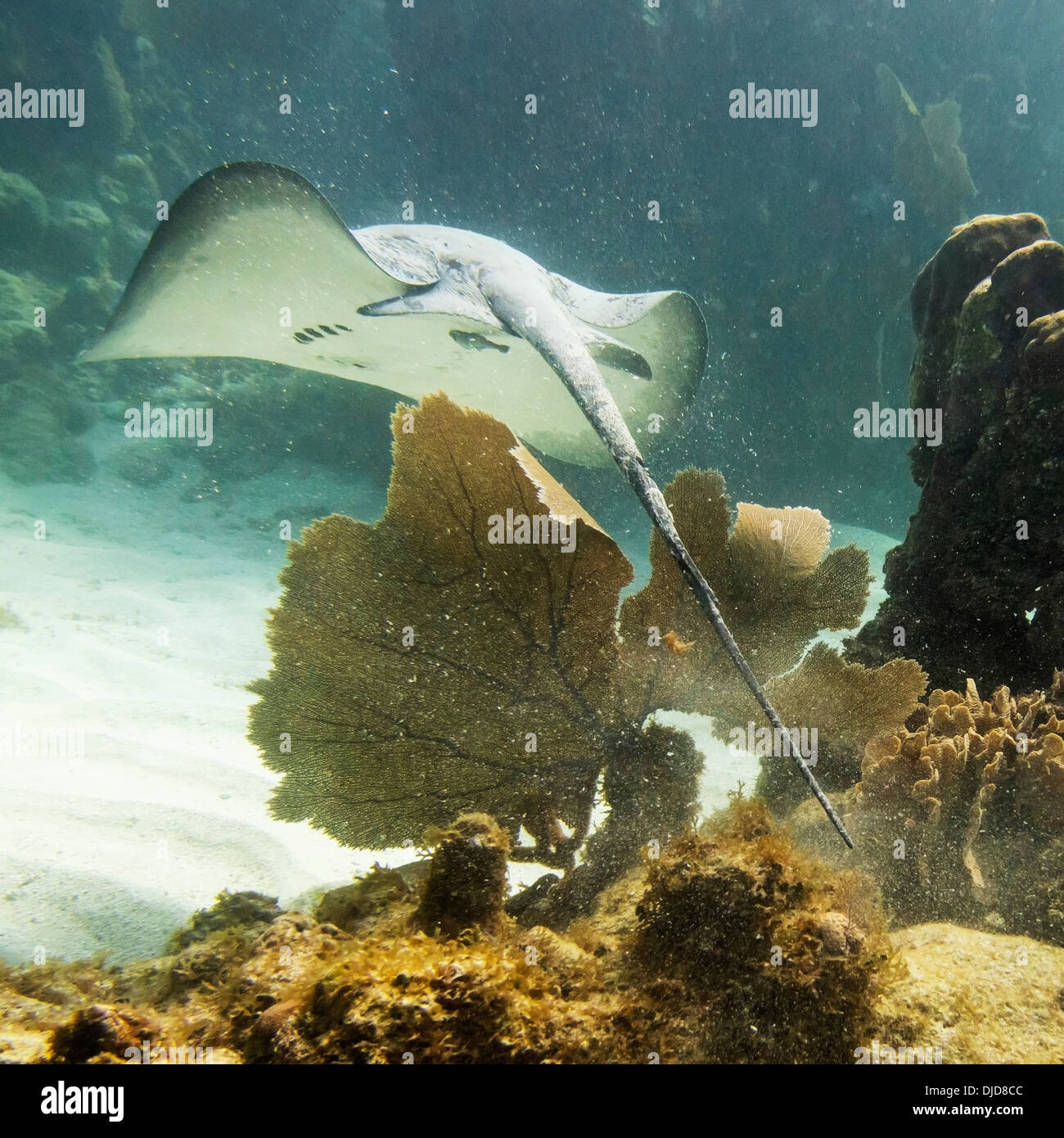 Coureur des Caraïbes Stingray (Himantura) Schmardae ; Utila, Bay Islands, Honduras Banque D'Images