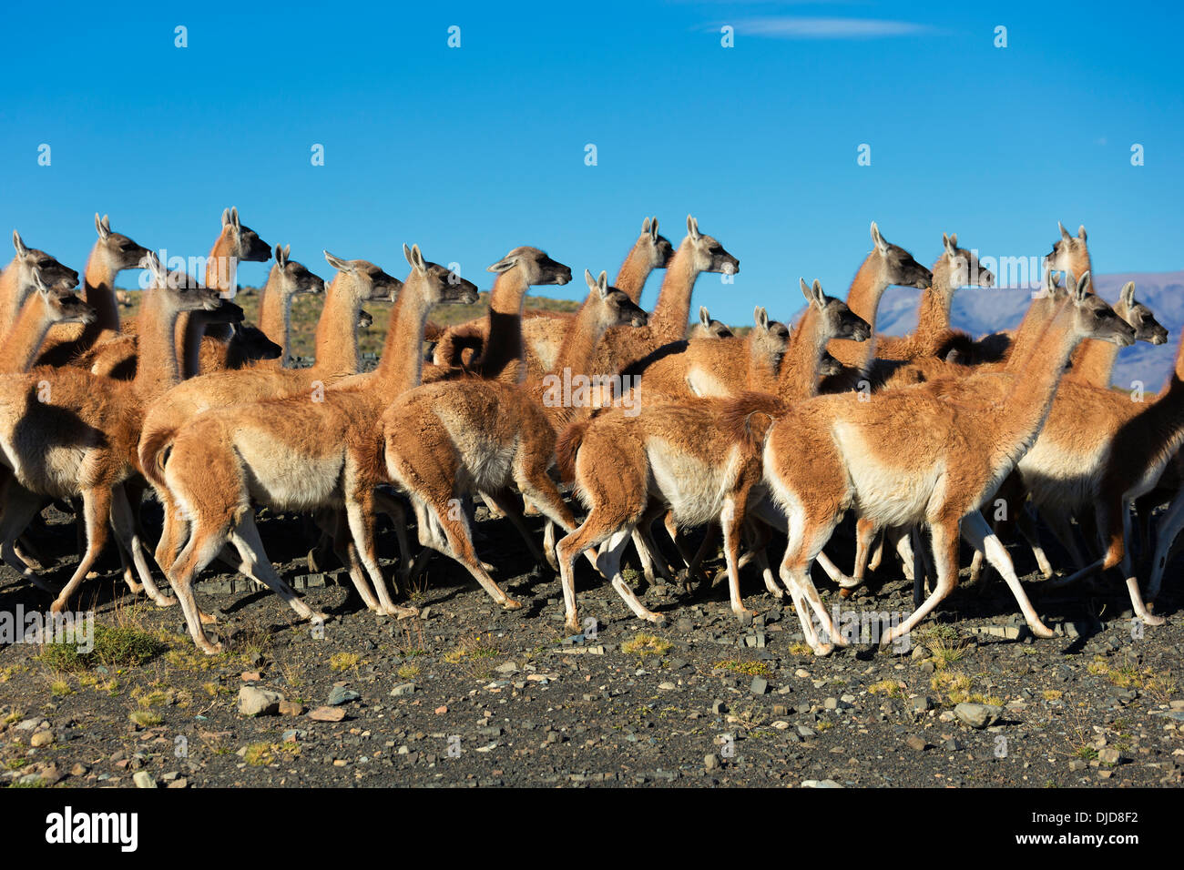 Petit troupeau de guanacos (Lama guanicoe) dans le Parc National des Torres del Paine.Patagonie.Chili Banque D'Images