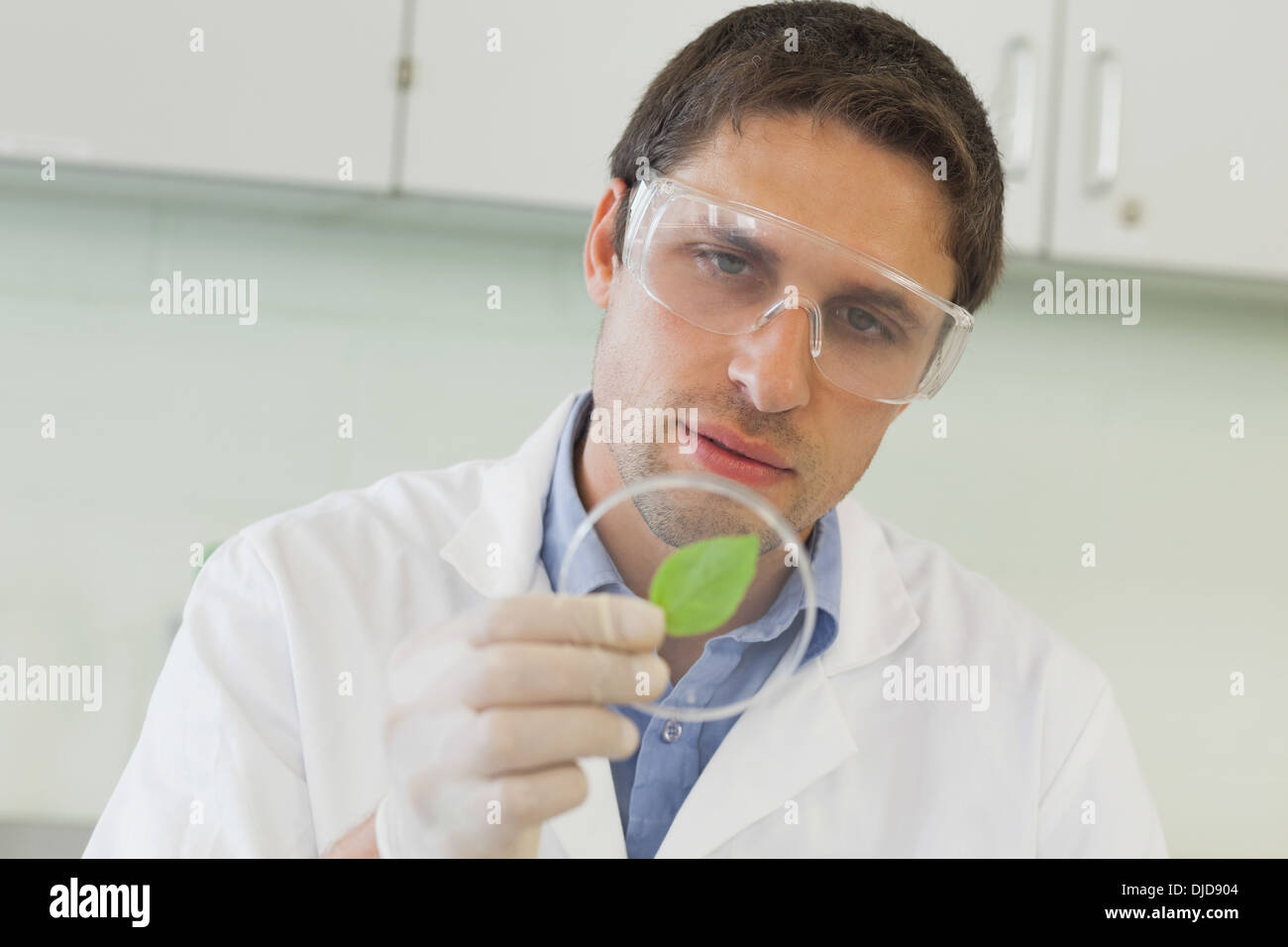 Young male scientist looking at a petri dish Banque D'Images