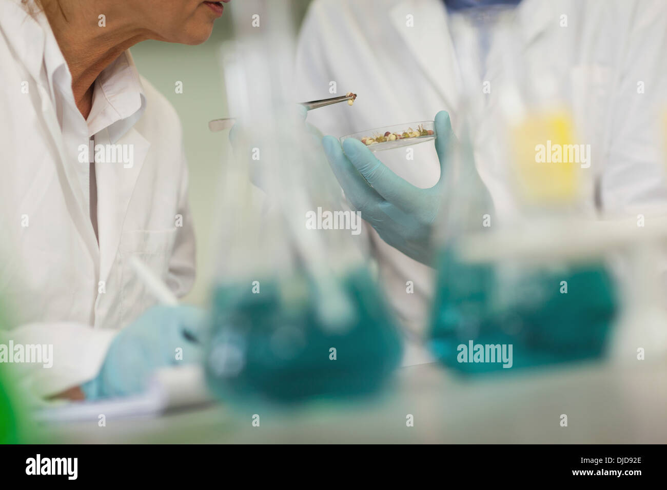 Section intermédiaire de deux scientifiques travaillant dans un laboratoire Banque D'Images