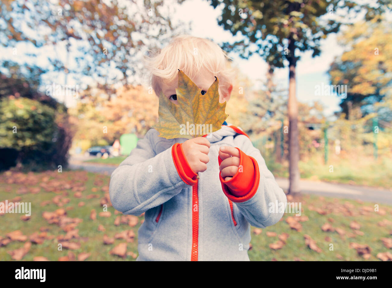 Allemagne, Bonn, Baby Boy covering face avec des feuilles d'automne je Banque D'Images