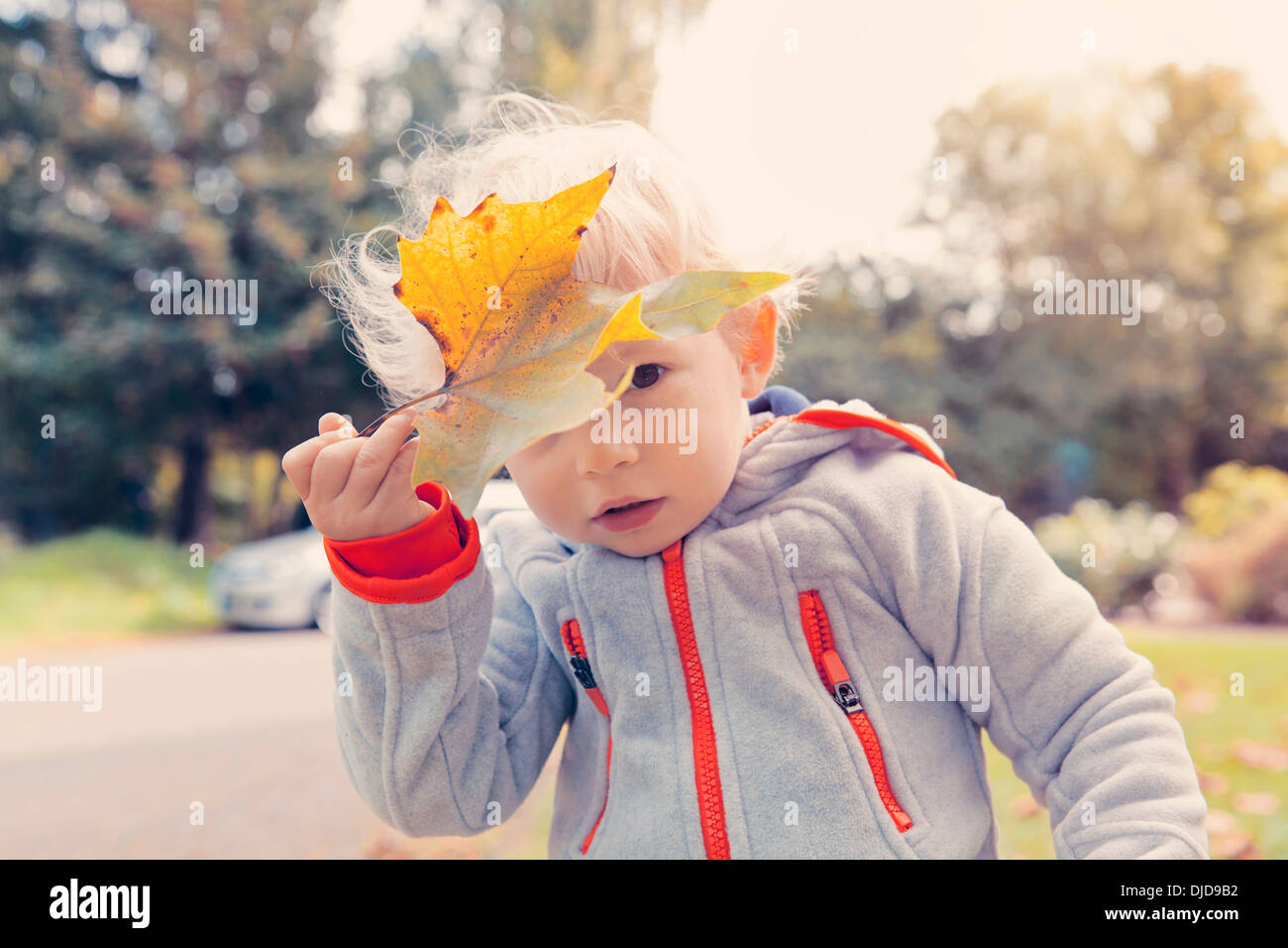 Allemagne, Bonn, Baby Boy covering face avec des feuilles d'automne je Banque D'Images