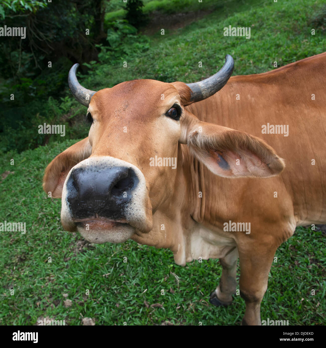Gros plan du visage d'une vache ; Zacapa, Guatemala Banque D'Images