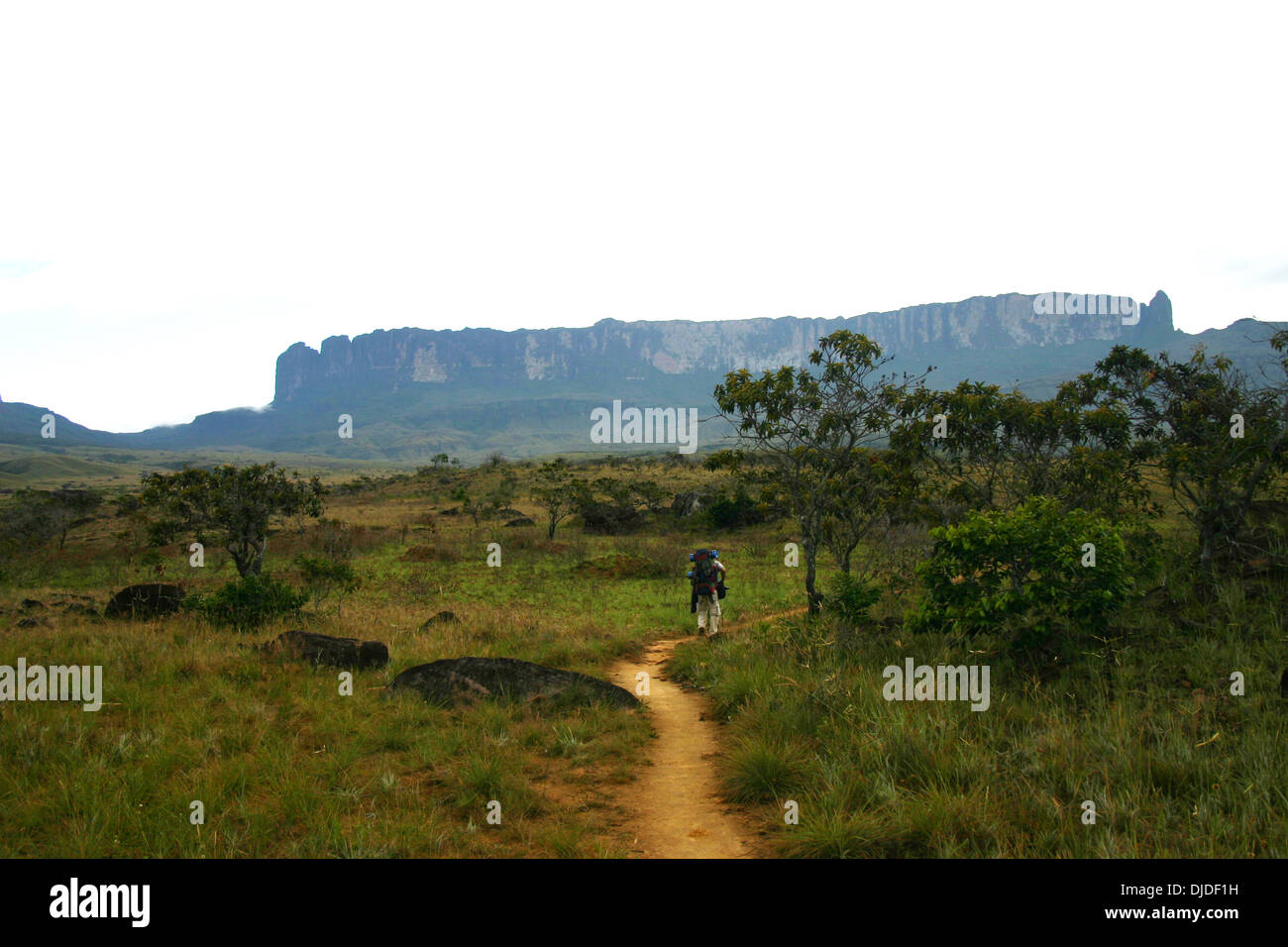 Les randonneurs à pied vers le Mont Roraima au Venezuela Banque D'Images