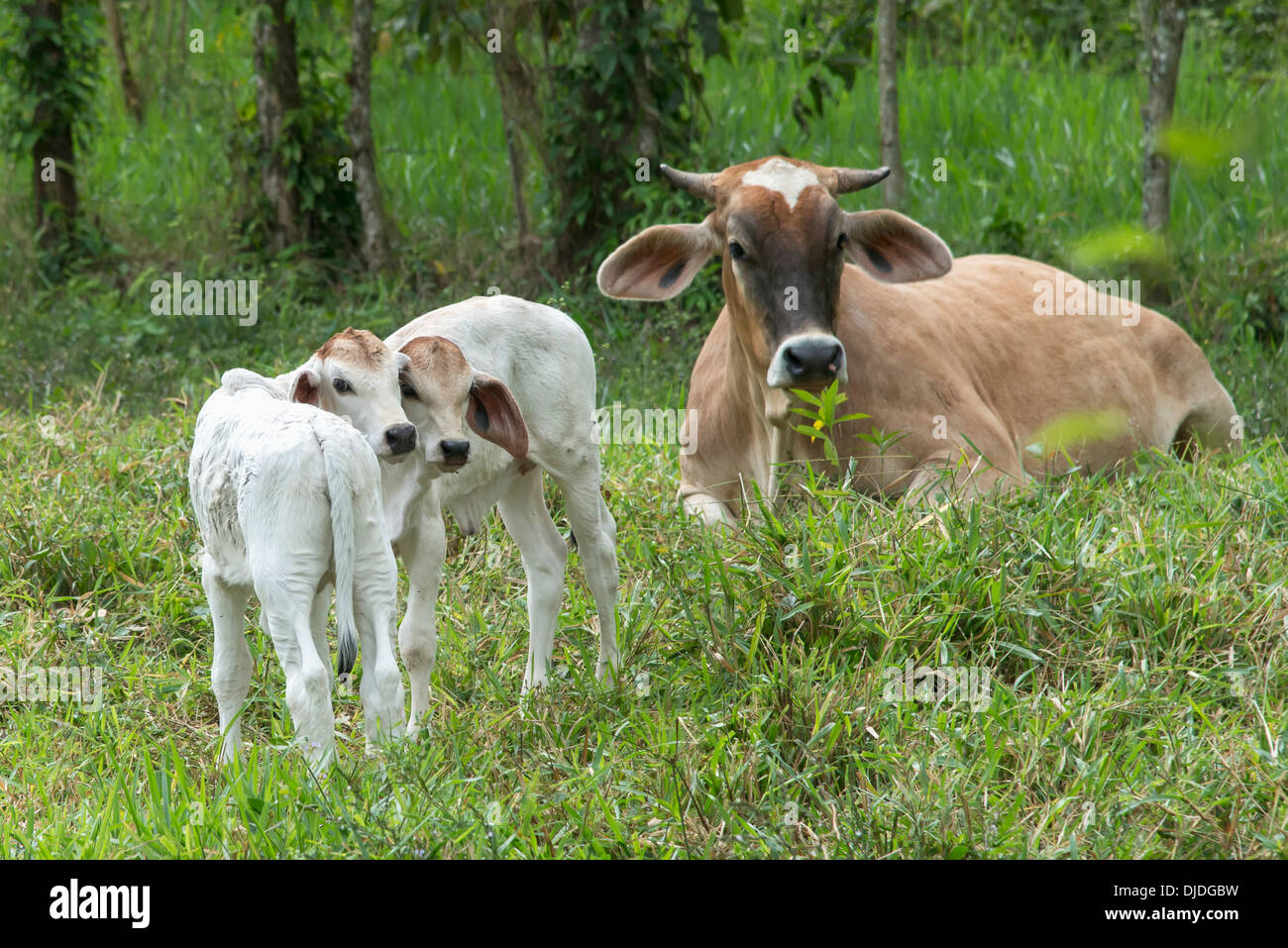 Une vache et deux veaux dans l'herbe ; Zacapa, Guatemala Banque D'Images