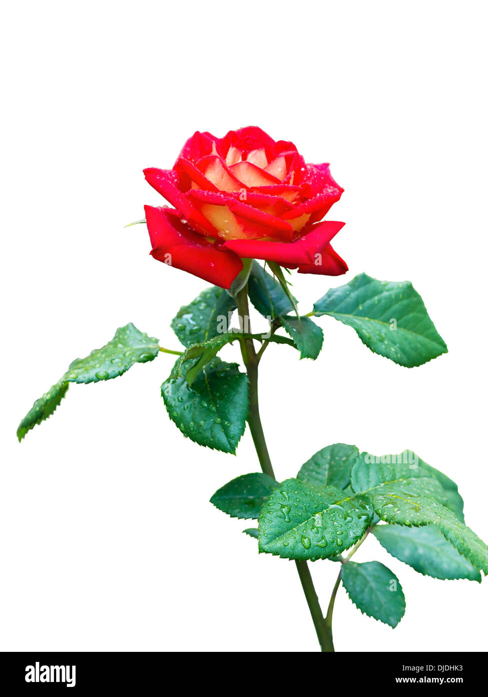 Image fleurs rose rouge sur fond blanc Banque D'Images